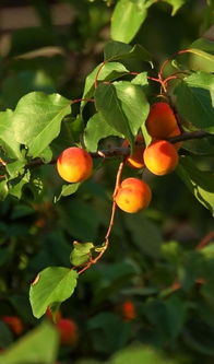 红杏迷途孔林